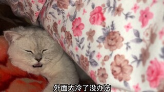 College students have to be responsible if they keep a cat