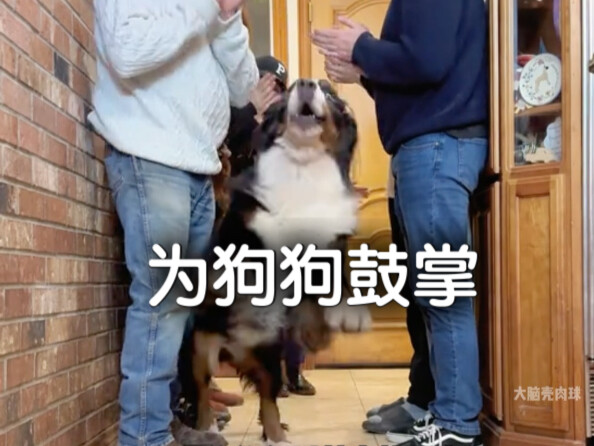 Beri tepuk tangan untuk para anjing, lihat apa reaksi mereka～