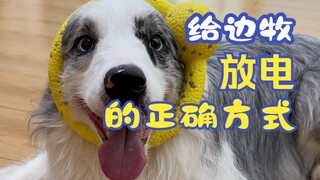 วิธีที่ถูกต้องในการปล่อยพลังให้สุนัขเบอร์เนสเซียน~