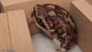 一起来看蛙蛙揉肚肚、打哈欠，最后想躲起来，屁股还差点卡外边了