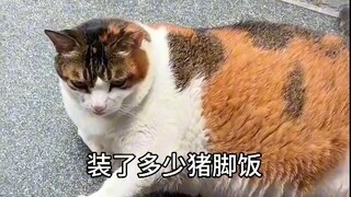 Xiao Zhu Mi, I heard you really love eating pig trotter rice!