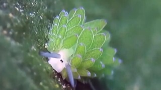 [Animals]Leaf Sheep-A sea creature which looks like sheep&Succulents