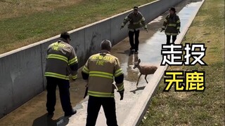 Videos of animals encountering humans!