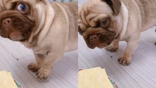 Anjing mengaum pada pemiliknya karena melindungi makanan, sang pemilik menjelaskan tujuannya, lalu r