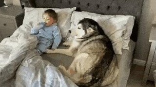 สุนัขไม่ยอมลุกจากเตียงแล้วผล็อยหลับไปพร้อมกับดูแลลูกน้อย