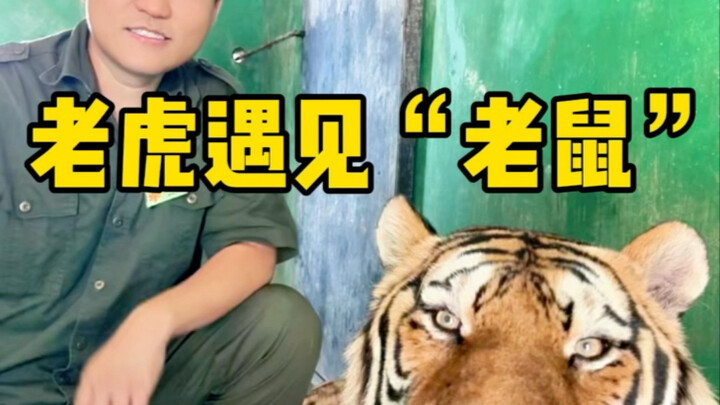 Tiger, mouse—hard to tell the difference!