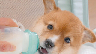 Mom dog snatched her babies' milk to drink