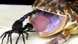 Reptile Pet | Bullfrog Frog VS Scorpion