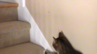 Heart broken na pusa nag paka lasing 🤣