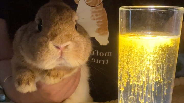 Cún Cún đã bốn tuổi rồi!