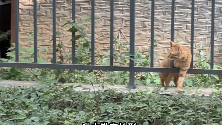 Because it glanced at me, the mom cat moved house four times with her kittens!
