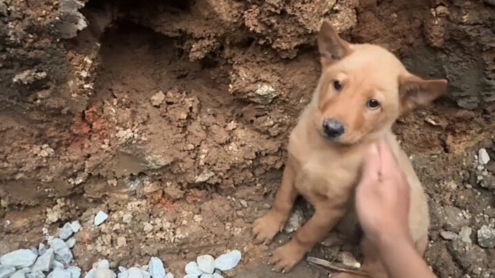 [Big Dog] Bruce knew in 0.001 seconds that he was saved.