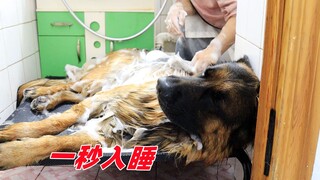 ما مدى ثقة كلب الراعي الألماني بصاحبه! يغفو فورًا أثناء الاستحمام، ويستلقي مستمتعًا بحياته ككلب!