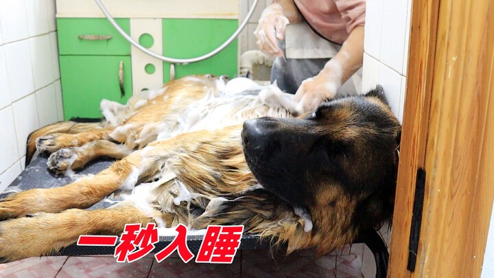 Betapa percayanya anjing German Shepherd pada tuannya: langsung tertidur dalam sekejap saat dimandik