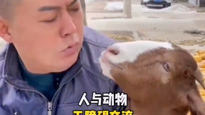 When did sheep start talking?