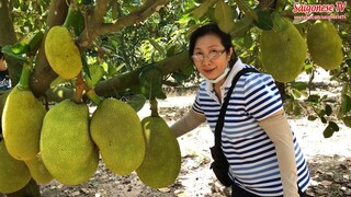 Đi thăm quê má ớ Tây Ninh -  Về Miền Tây Quê Tôi