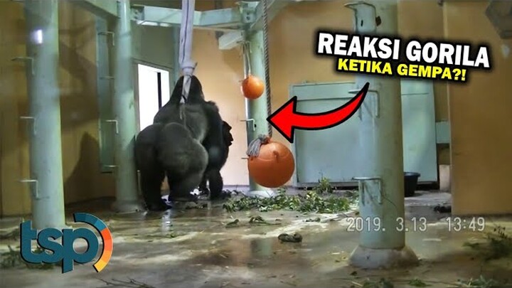 Inilah Reaksi Tak Terduga Keluarga Gorila Ketika Gempa Melanda