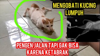 Kucing cantik Lumpuh Seneng Banget Di Adopsi Dan Di Obati Bikin Haru Pecinta Kucing..!