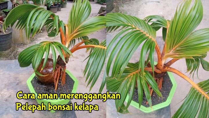 MENYAYAT DAN MERENGGANGKAN PELEPAH BONSAI KELAPA DENGAN AMAN