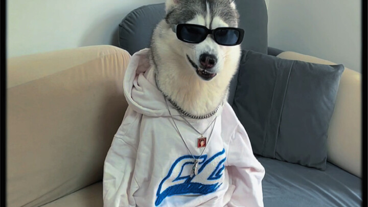 سمعت أنكم عايزين تتعلموا الأناقة من الهاسكي!