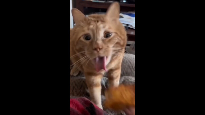 Cat: I can’t understand how there are cats that guard their food