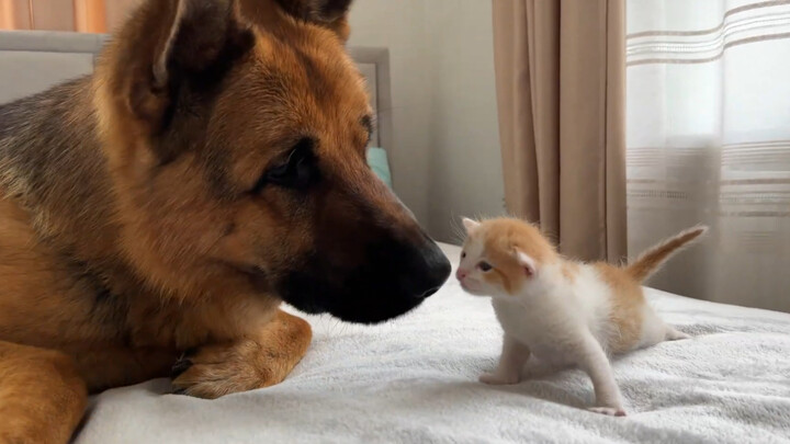 A newborn kitten isn’t afraid of dogs