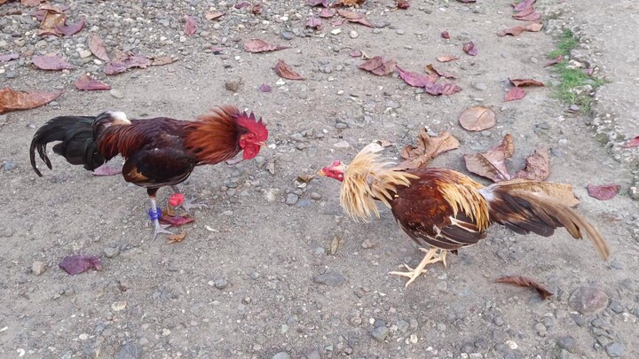 McLean Hatch VS Gold Grey Sweatee