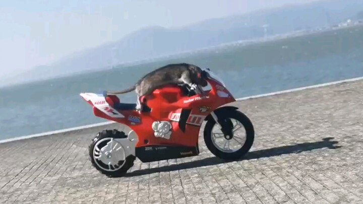 Tikus Mengendarai Sepeda Motor yang Melanggar Batas Kecepatan