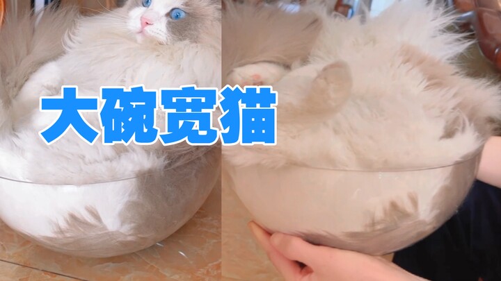Một bát đầy mèo, thậm chí tràn ra ngoài