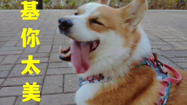 Siapa yang bisa menolak pantat Corgi? Apalagi yang terus-menerus menggeliat seperti itu!