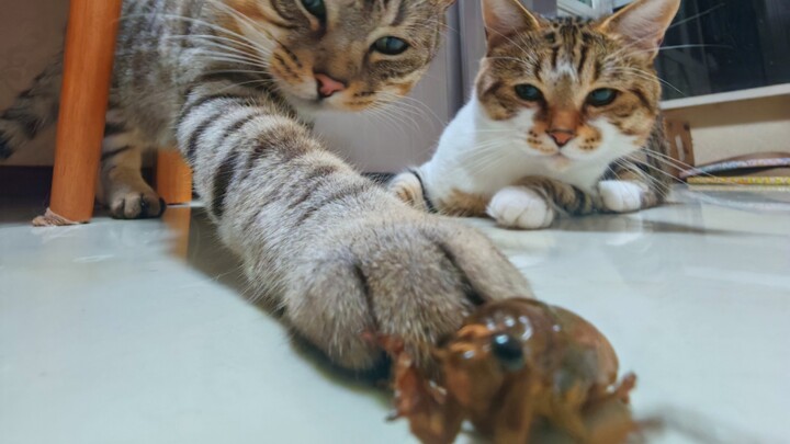 About how my little cat brought a Baltan back home