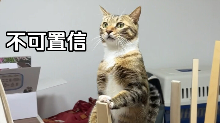 我的猫和我的男朋友