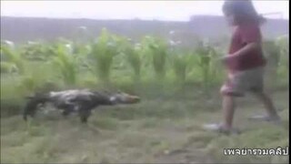 ดเด็ก vs กไก่