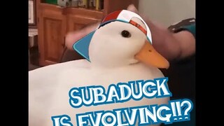 SubaDuck is evolving!!? 🦆