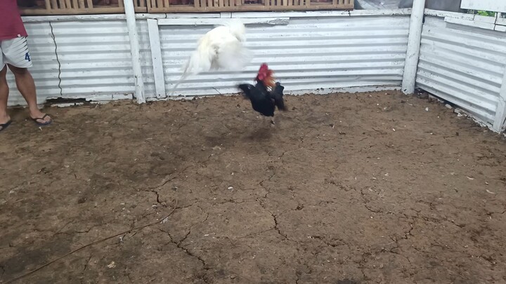 august 17, 2025 sparring session