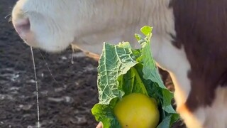 Về cách một con bò bị lừa vào phản xạ có điều kiện