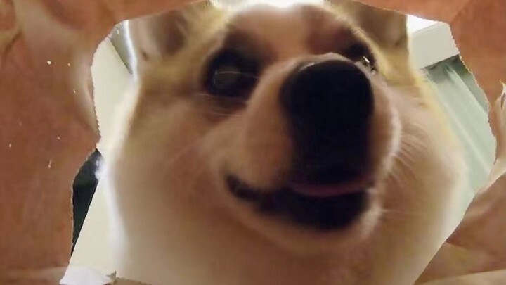 First-person view: Watch a corgi eat—and you’ll feel like you’re being gobbled up by the pup!