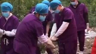 当场抓获！医学院实验小猪出逃，学生满校园抓猪