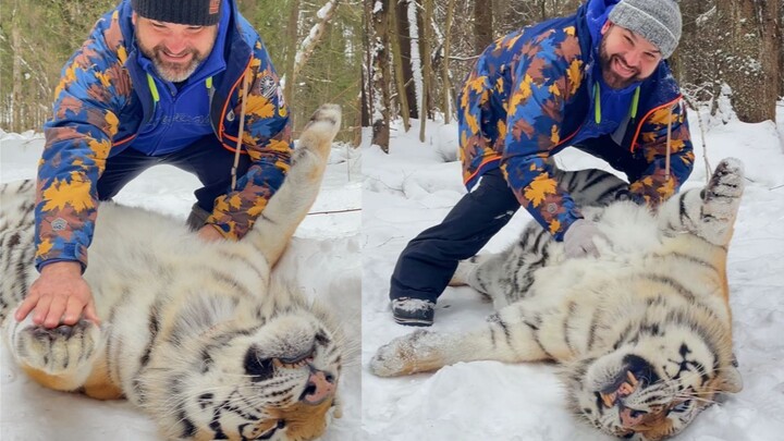 Once the big tiger’s brought down, it’s time to really lay into it!