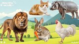 Wild Animal Sounds In Peaceful: Chipmunk, Boar, Elk, Hedgehog | Lovely Animal Moments