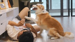 [Animals]What will happen if I imitate my pets in front of them