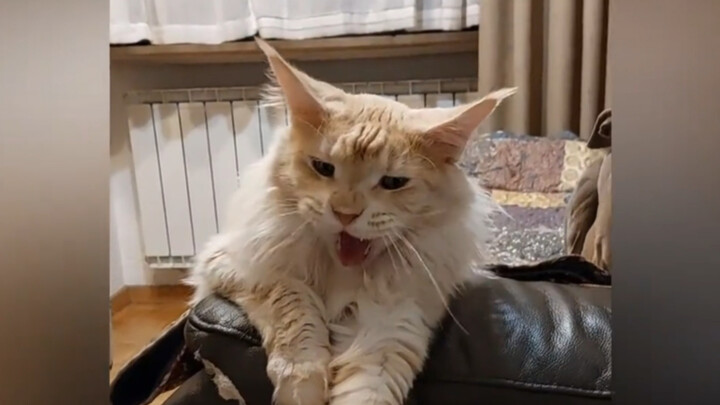 Dog: Are you sure you didn’t just bring a lion home and keep it here???