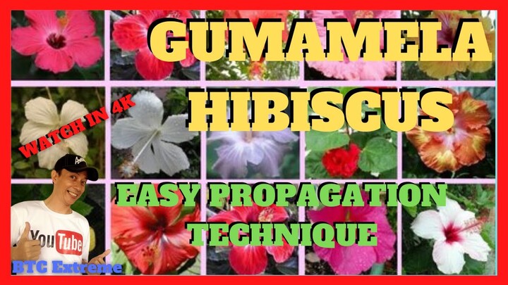 HOW TO ROOT HIBISCUS | GUMAMELA | Propagation By Marcotting (Air Layering)