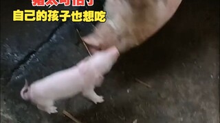 الخنزير مخيف جدًا، حتى أنه يريد أكل طفله الخاص!