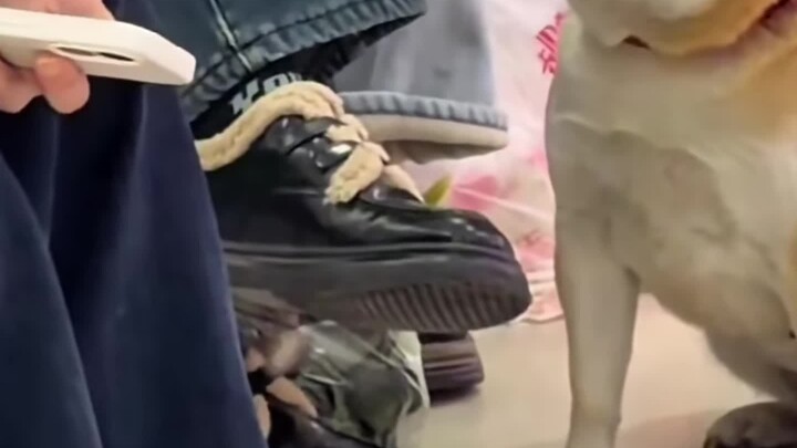 Dành cho thú cưng đáng yêu sự tôn trọng lớn nhất