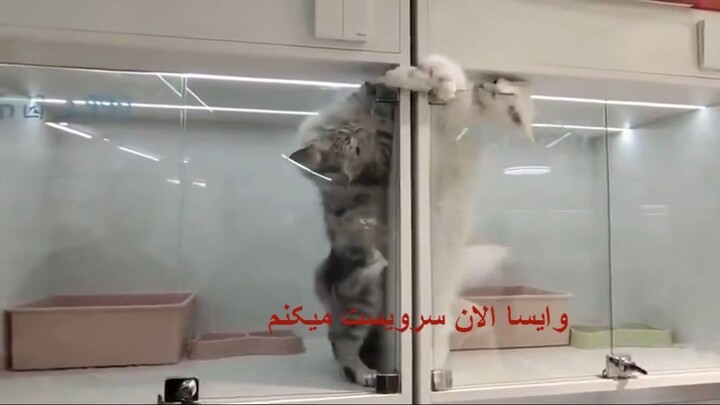 2cat