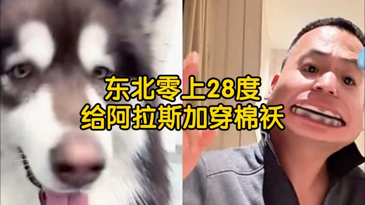 [Pan Hong] At 28°C in Northeast China, he’s dressing Alaska in a cotton coat.
