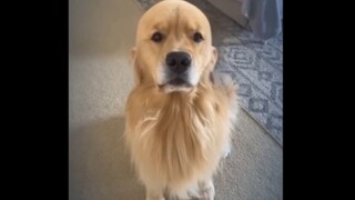 Super Funny Animals Videos Compilation