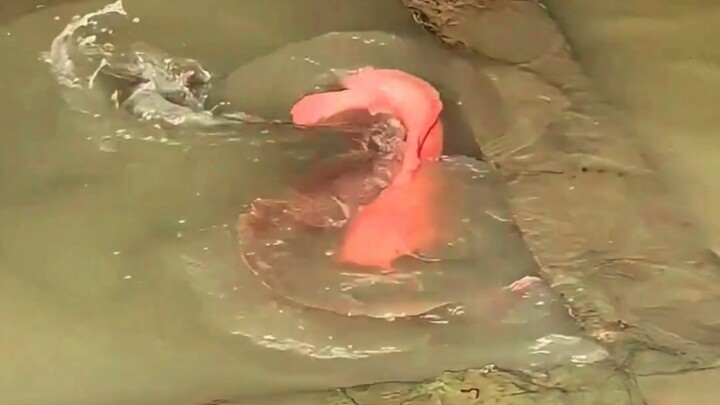 กำจัดสายพันธุ์รุกราน: ปลาสวยงามแปลกๆ มากมายในแม่น้ำไนล์กวางตุ้ง