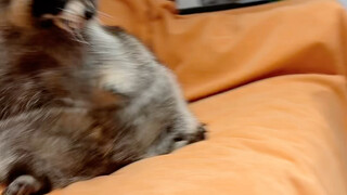 Raccoon can't bite the popular pig's squeal #CutePetDebutProject #LittleRaccoon